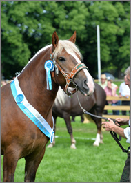 Impressionen der
Landesschau 2015