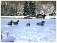 Die Winterkoppel