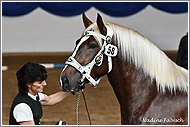 Miss Tegernsee SP