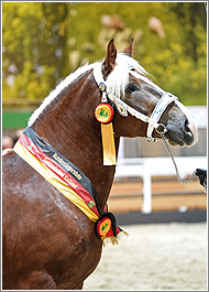 Fürstin SP
Bundessiegerin 2017 Fürstin SP
Bundessiegerin 2017