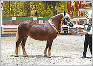 Rosengräfin SP
Bundesreservesiegerin 2017 Rosengräfin SP
Bundesreservesiegerin 2017
